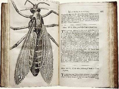 Hình con bọ chét trong cuốn sách “Hình ảnh vi thể” của Hooke ra đời năm 1665