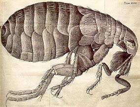 Hình con bọ chét trong cuốn sách “Hình ảnh vi thể” của Hooke ra đời năm 1665
