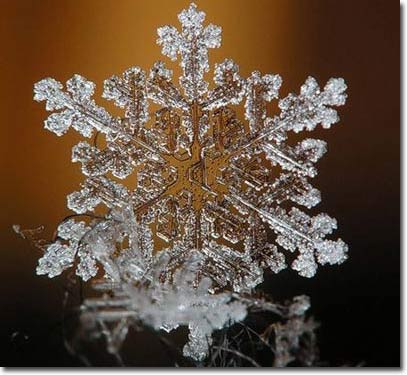 Hoa tuyết: Sự tạo thành kỳ diệu của thiên nhiên