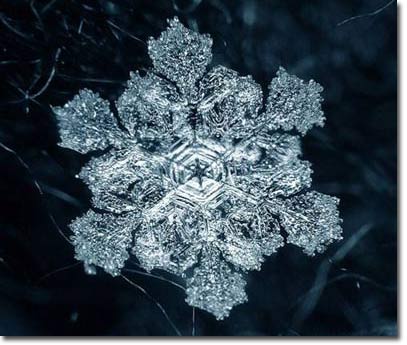 Hoa tuyết: Sự tạo thành kỳ diệu của thiên nhiên